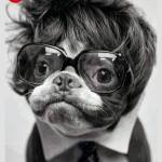 dogs-in-glasses-4