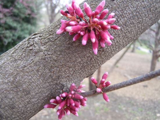 redbud pic
