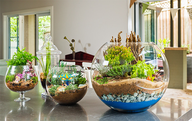 how_to_make_a_terrarium_630_1a5jblo-1a5jbma